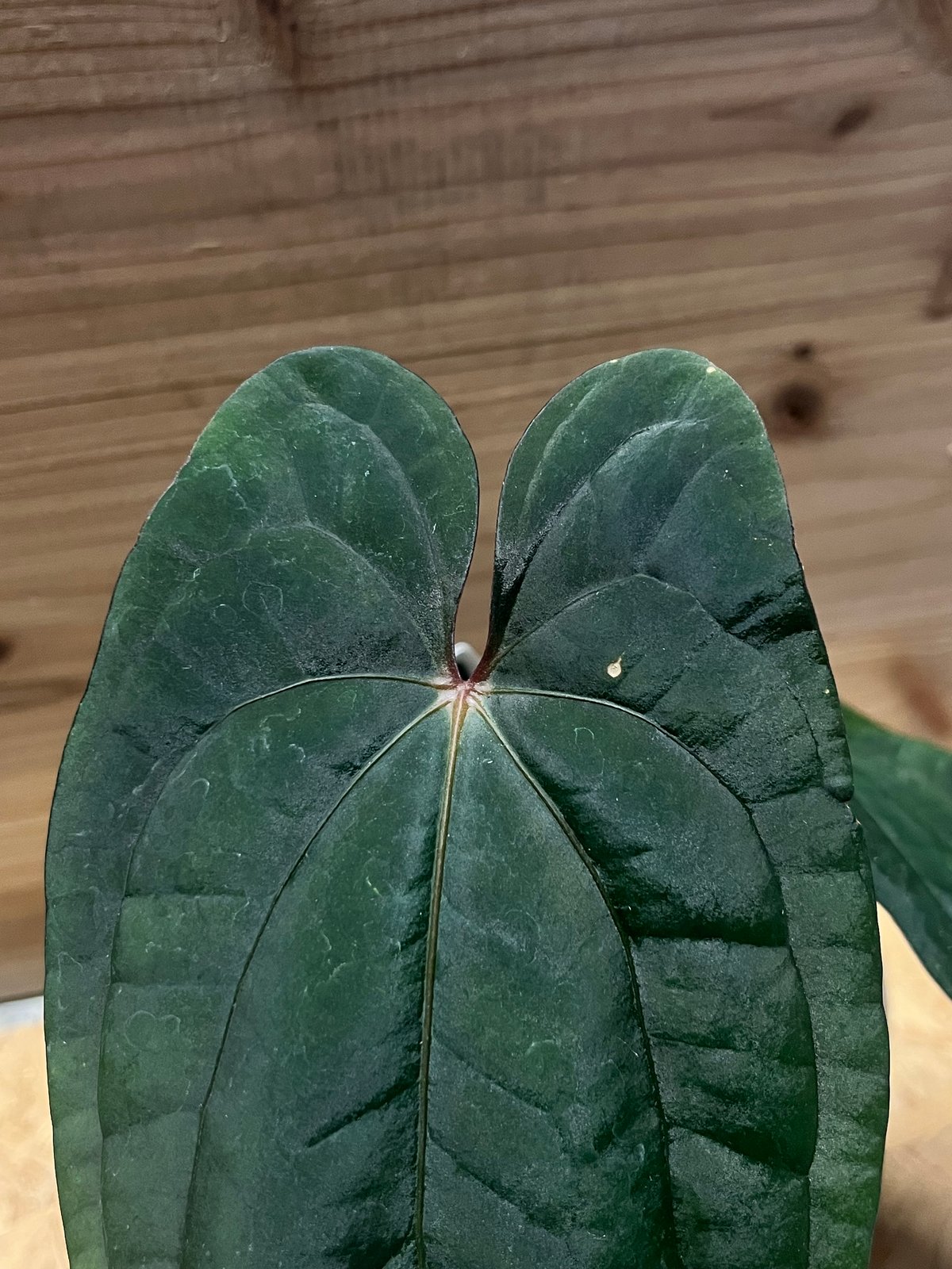 アンスリウム 'レッドベインダークフェニックス' OC | GREEN LUCK