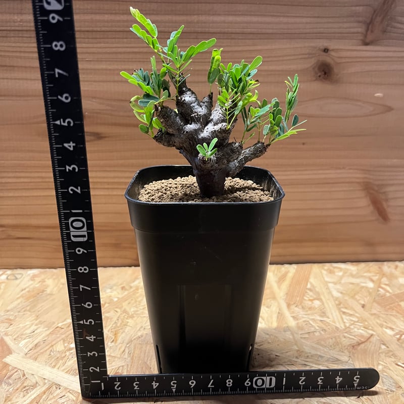 5/6特別価格　センナ　メリディオナリス センナ メリディオナリス2.5号 | 植物との暮らし apricot