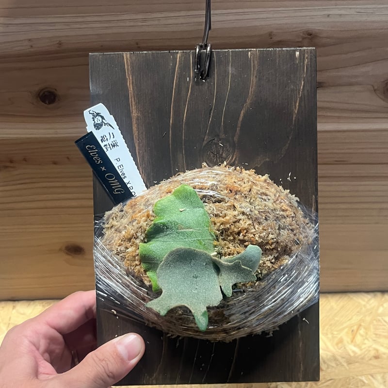 ビカクシダ Elves×OMG | GREEN LUCK