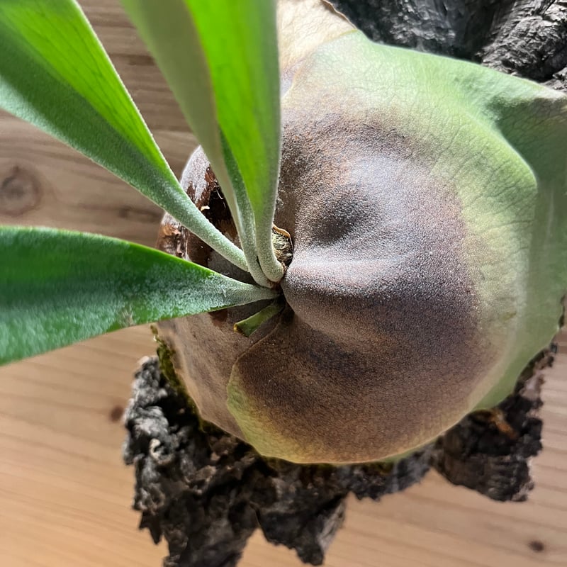 ビカクシダ 'フーンシキ' | GREEN LUCK