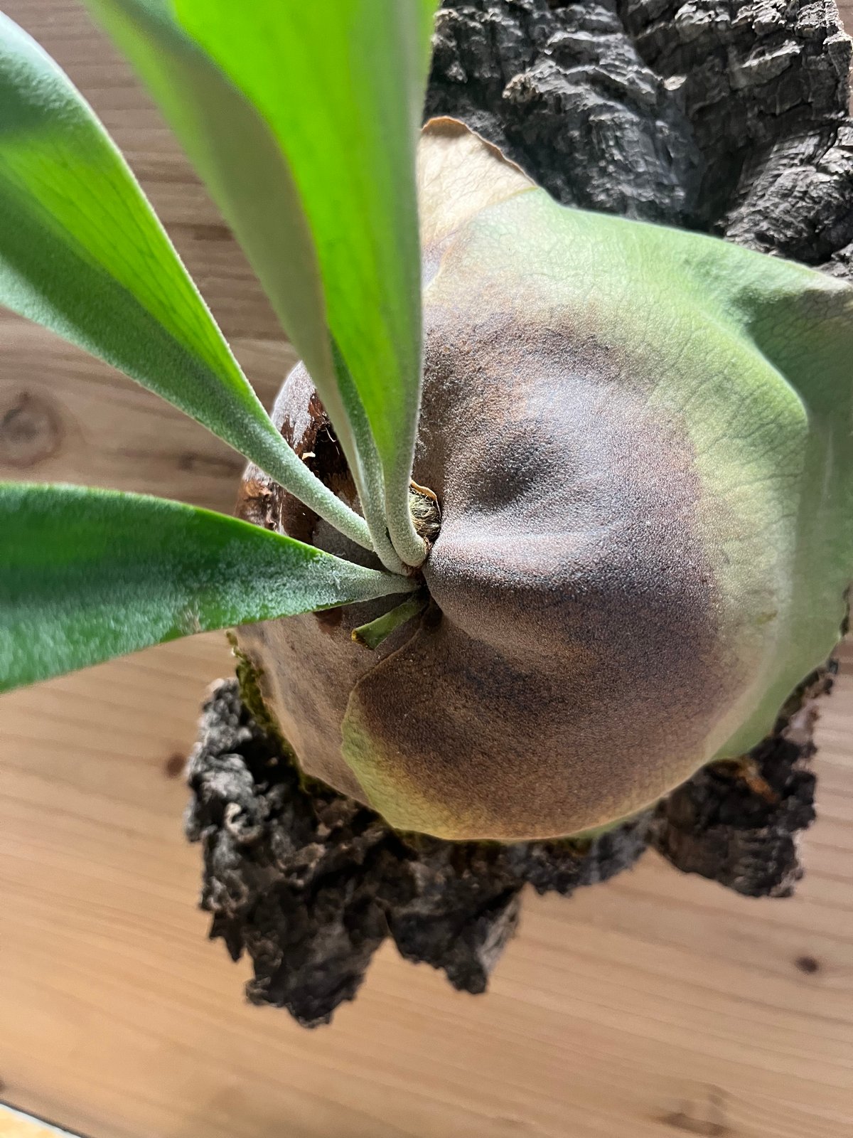 ビカクシダ 'フーンシキ' | GREEN LUCK