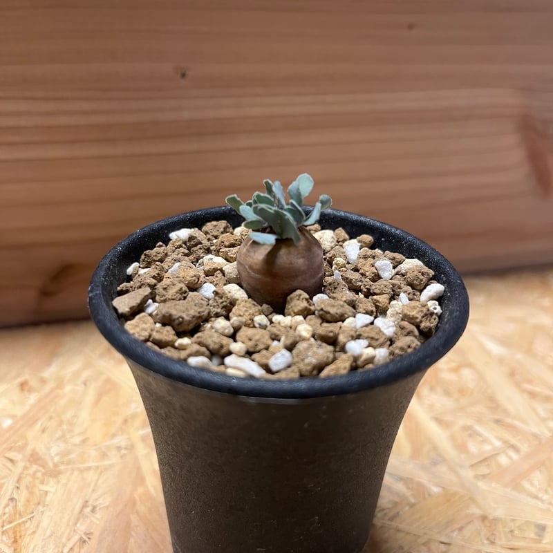 H*H様 オトンナ カカリオイデス 実生4年生4株セット オトンナ・カカリオイデス実生 種まきからまだたった4ヶ月。 花