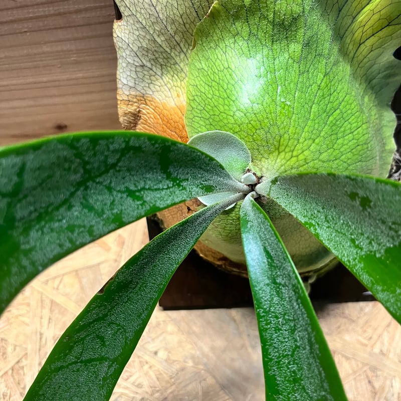 ビカクシダ 'ティッピー' | GREEN LUCK