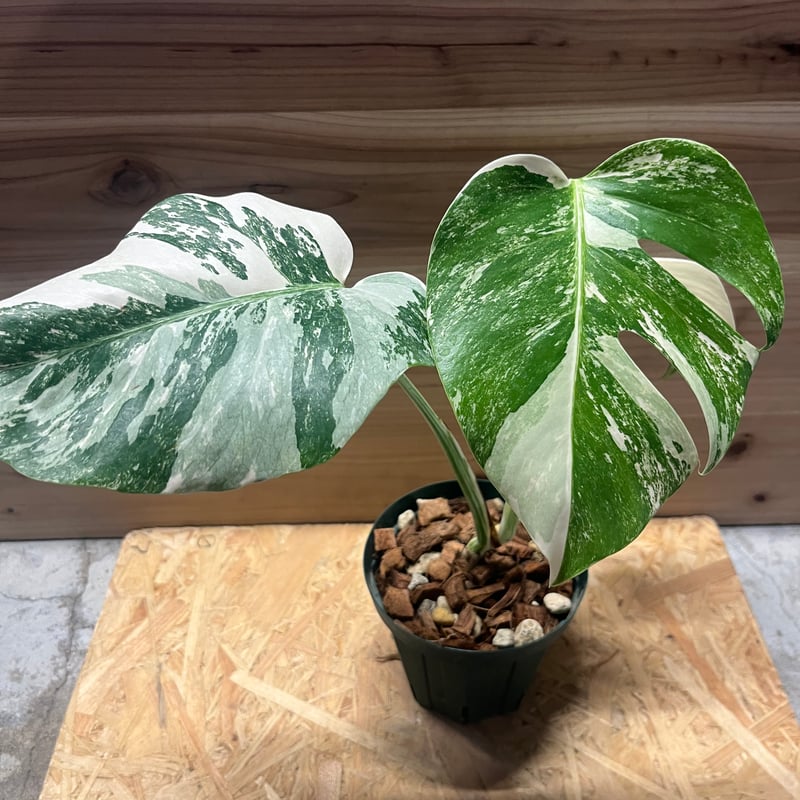 極斑タイプ 斑入りモンステラ ボルシギアナ バリエガータ | GREEN LUCK