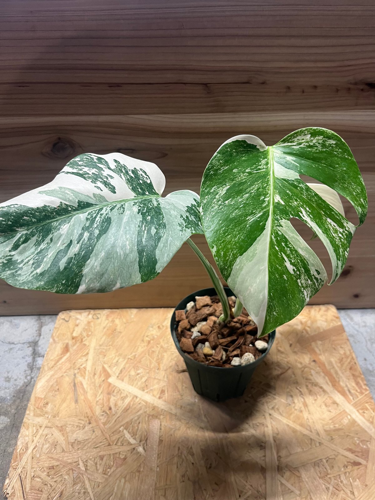 極斑タイプ 斑入りモンステラ ボルシギアナ バリエガータ | GREEN LUCK