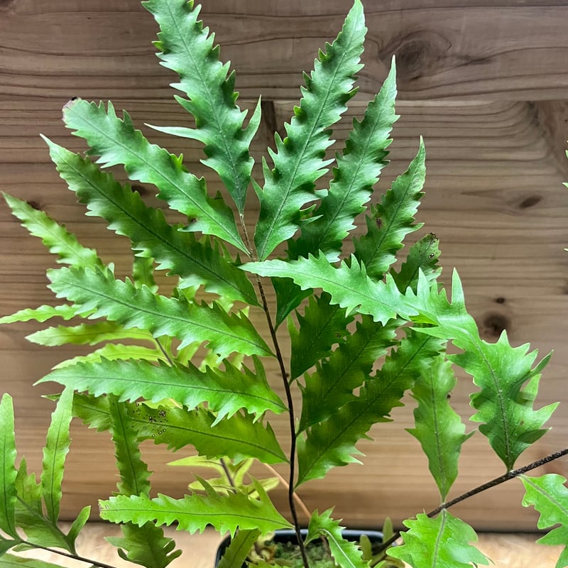 ドリナリア フロリダ | GREEN LUCK