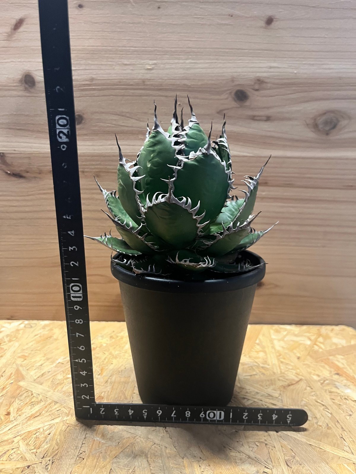 アガベ ホリダ | GREEN LUCK