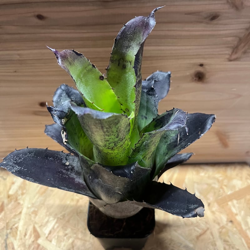 ホヘンベルギア レオポルドホルスティ ブラックフォーム | GREEN LUCK