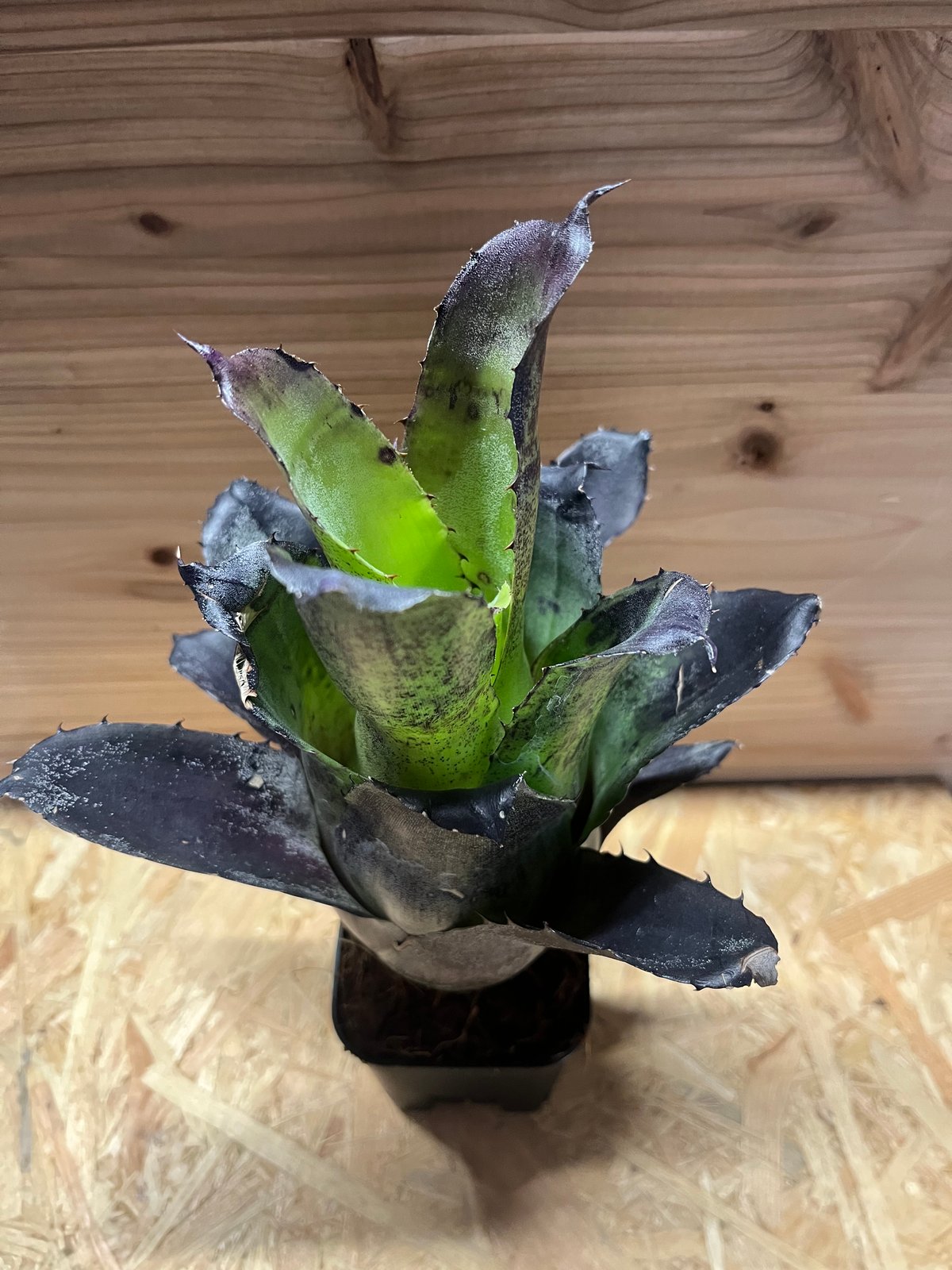 ホヘンベルギア レオポルドホルスティ ブラックフォーム | GREEN LUCK