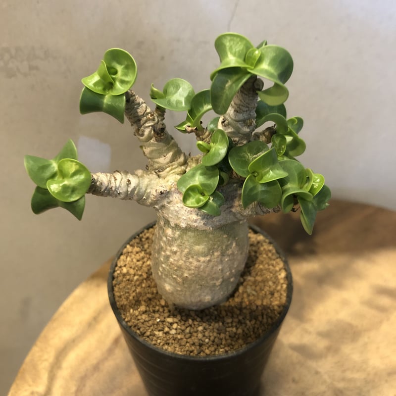 アデニウム アラビカム 獅子葉 D.H.A | GREEN LUCK