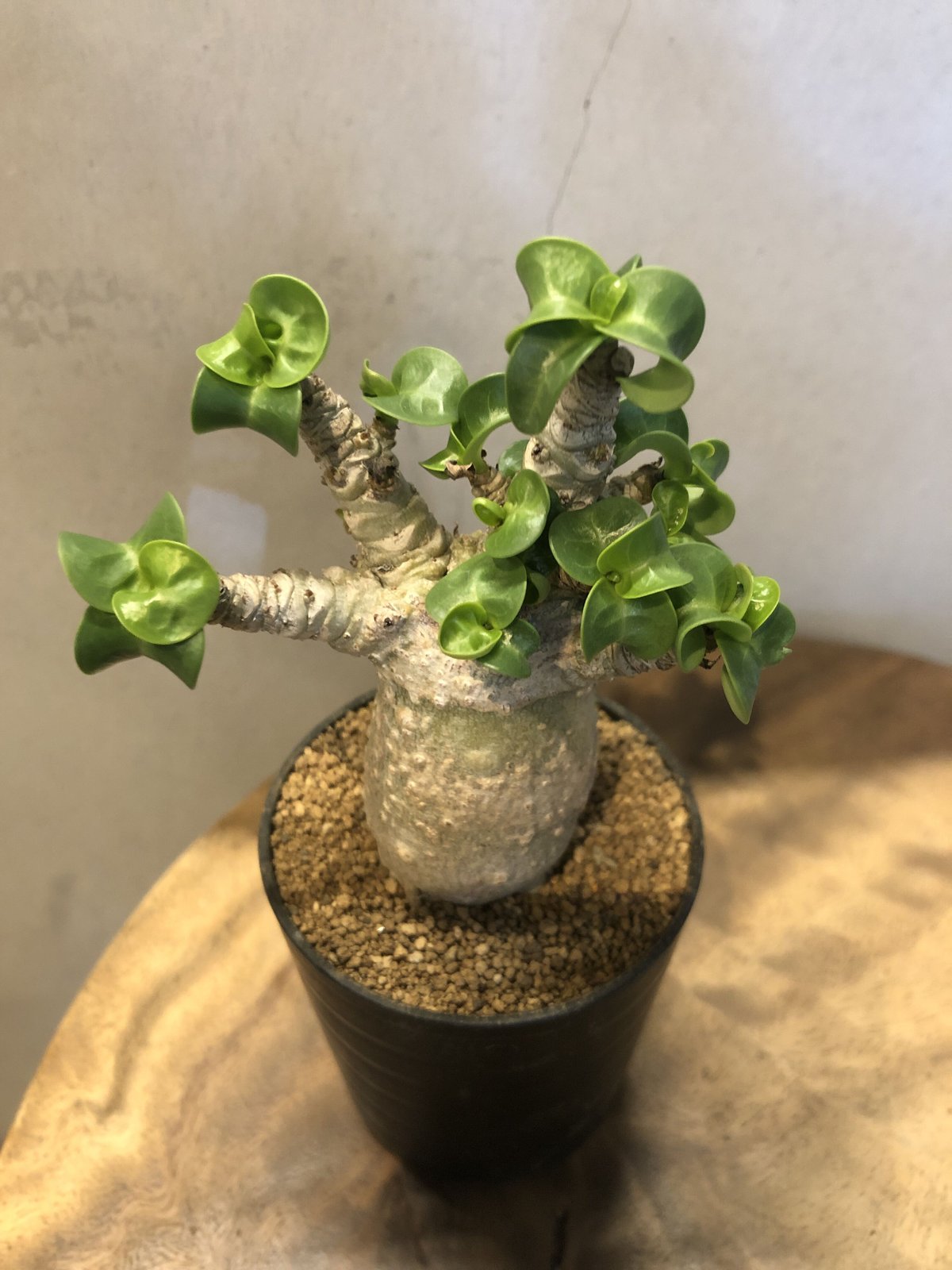 【極美/獅子葉/アデニウム/超極太】ドーセットホーン アデニウム 鉢植え 獅子葉 アデニウム 超美形 極美/獅子葉/アデニウム/極太】ドーセット