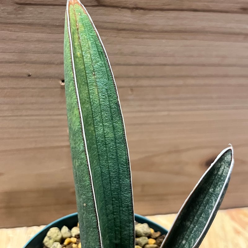 サンスベリア ハリー 'ピンクバット' | GREEN LUCK