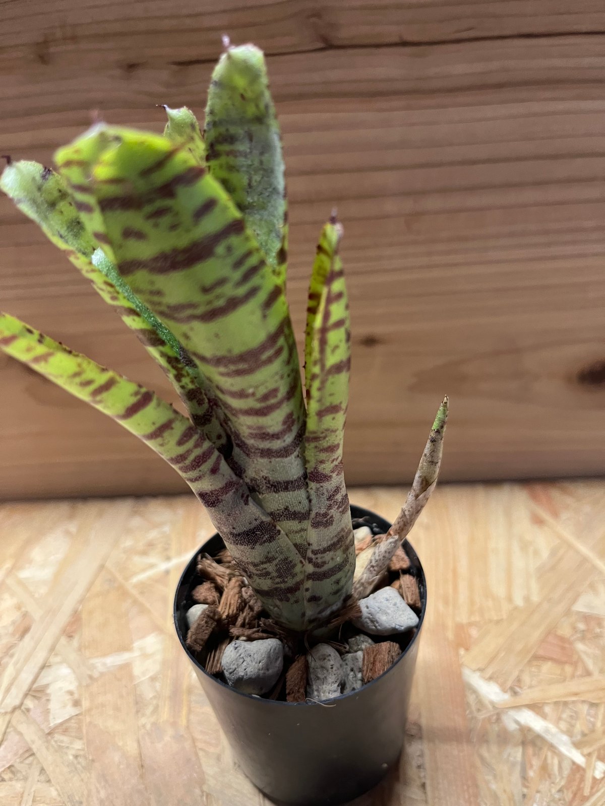 Neoregelia 'Hyena'〔ネオレゲリア〕現品発送N0611