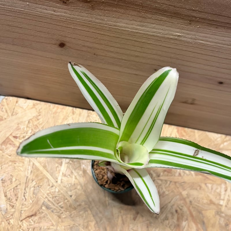 ビルベルギア ビルベルギア ピラミダリス 'キョウト' | GREEN LUCK