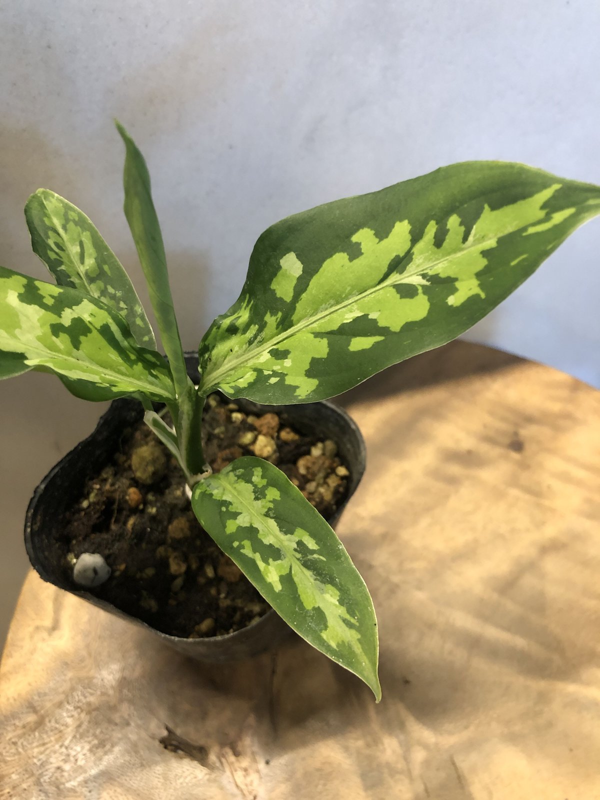 アグラオネマ ピクタム トリカラー エウレカタイプ | GREEN LUCK