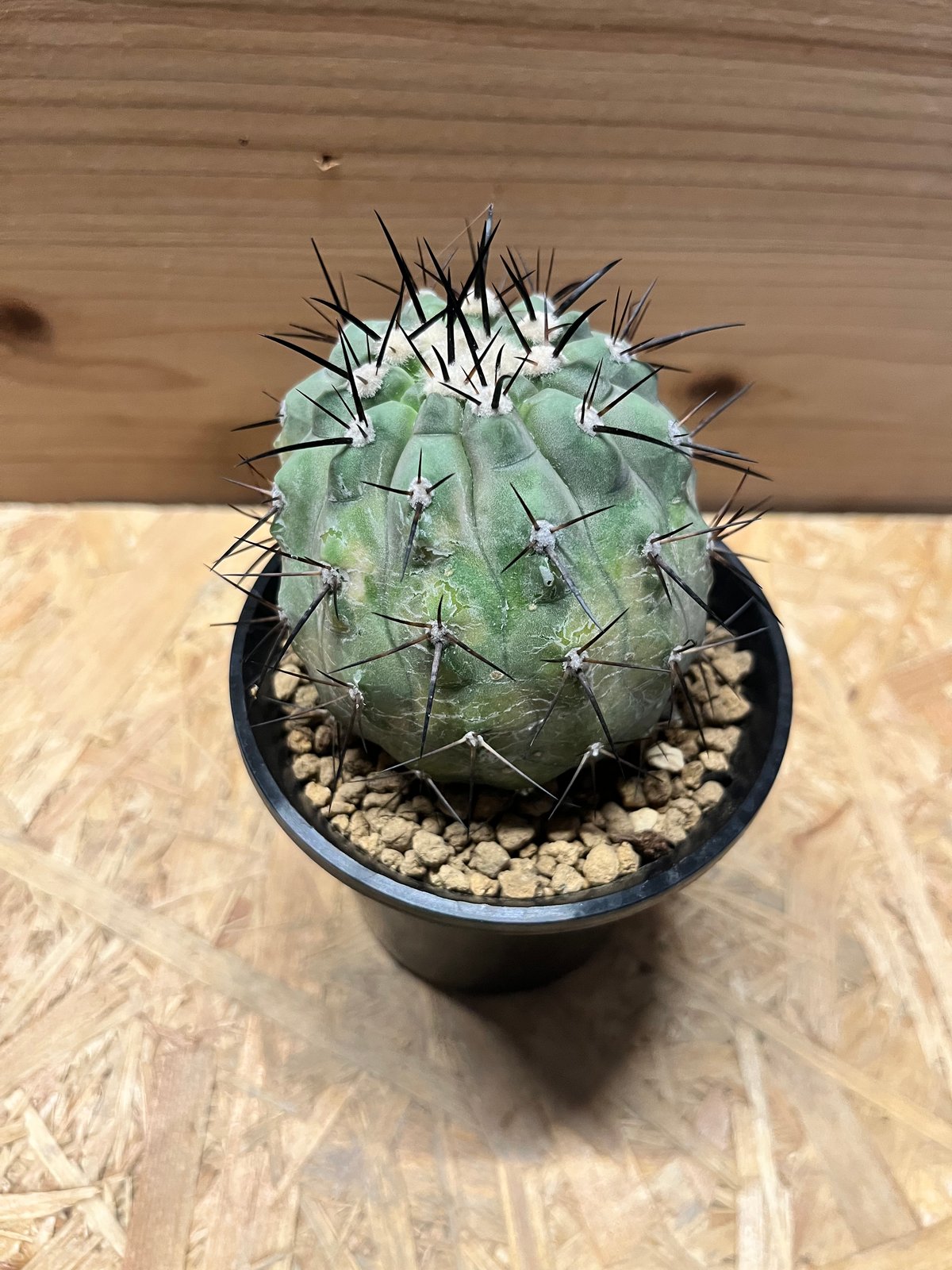 コピアポア　シネレア　黒王丸　サボテン Copiapoa cinerea コピアポア シネレア 黒王丸 サボテン