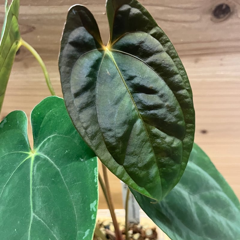 アンスリウム　パピリラミナム×RL アンスリウム パピリラミナム ラルフライナム | GREEN LUCK