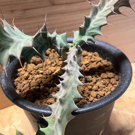 ユーフォルビア　トルチラマ