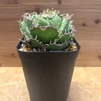 アガベ チタノタ 大螯蝦 ロブスター | GREEN LUCK