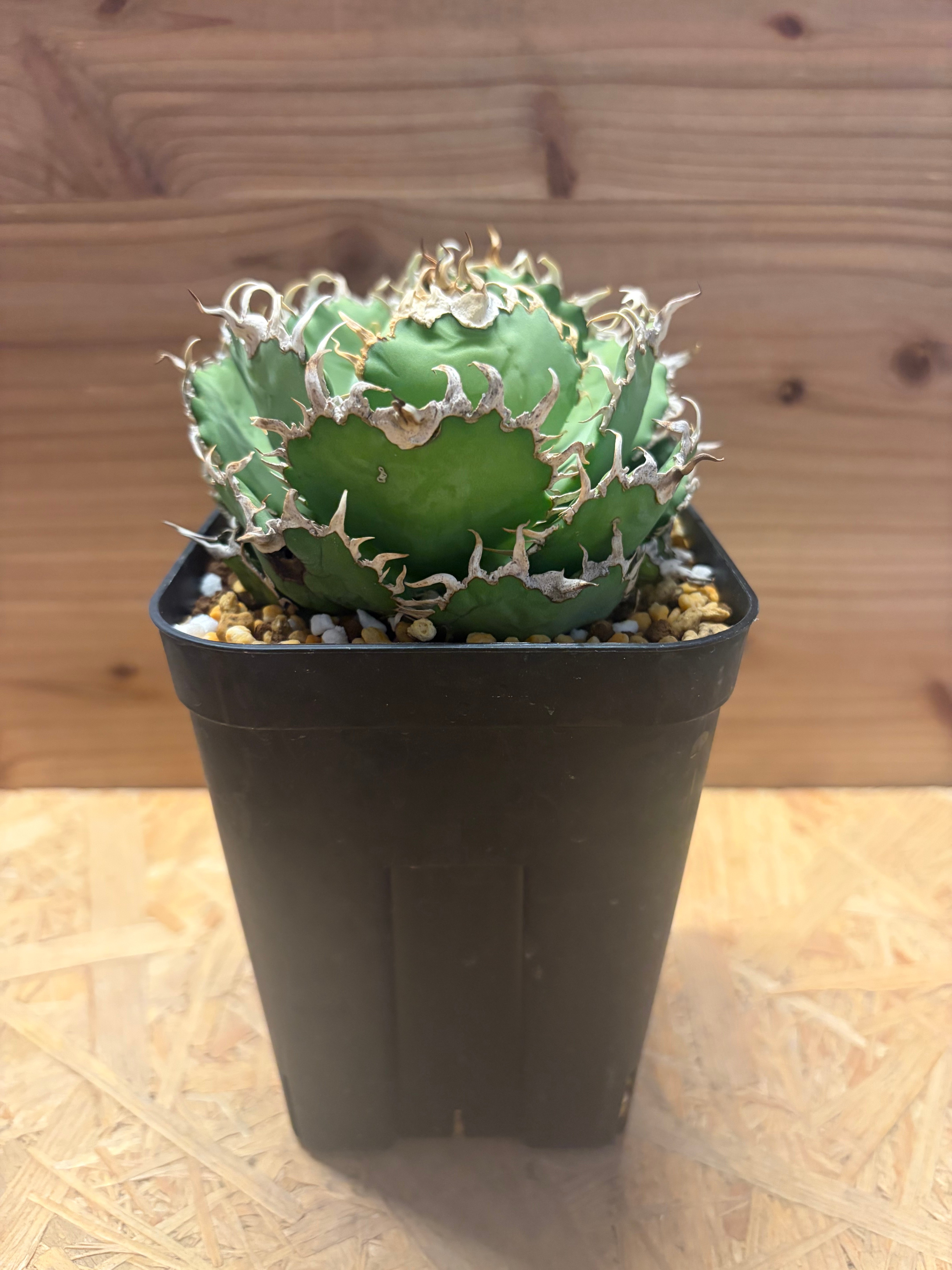 アガベ チタノタ 'フィリグリー' | GREEN LUCK
