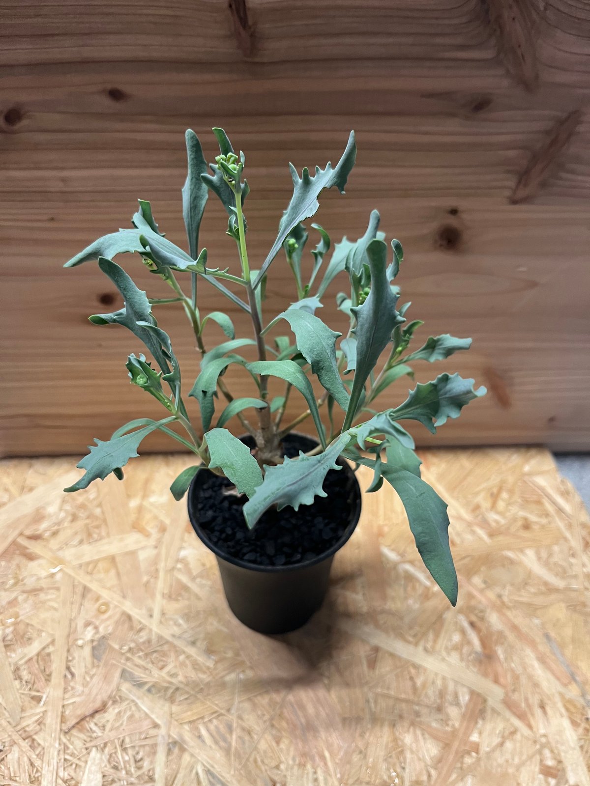 オトンナ レトロフラクタ | GREEN LUCK