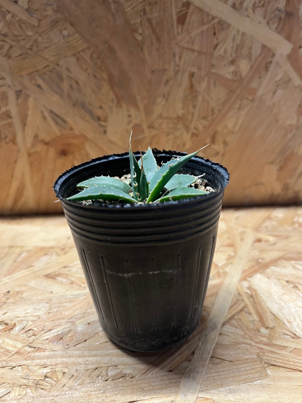 アガベ ユタエンシス エボリスピナ 実生 | GREEN LUCK