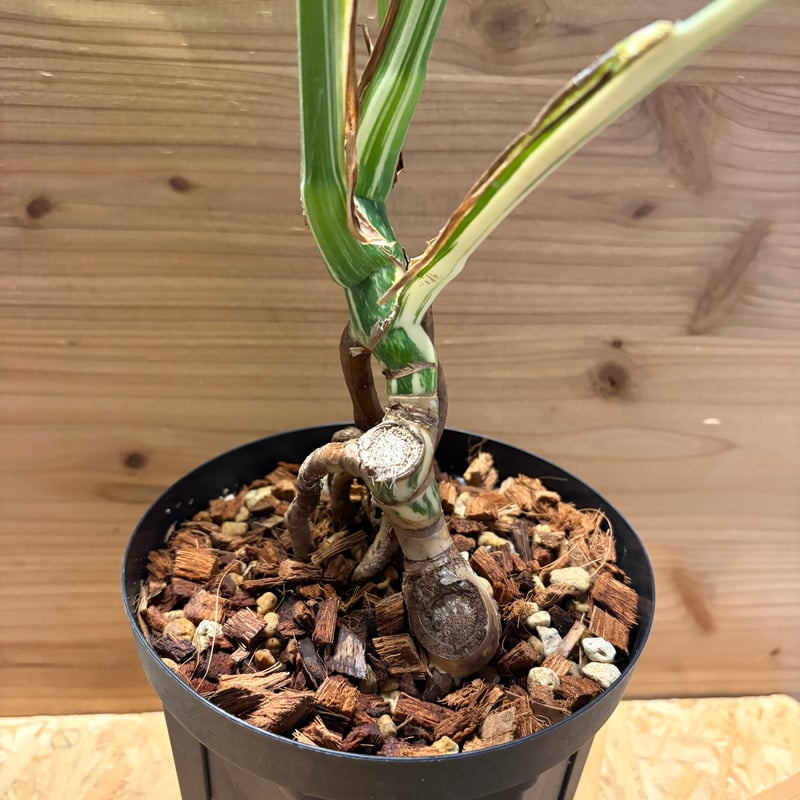 モンステラ 'ホワイトフェアリー' | GREEN LUCK