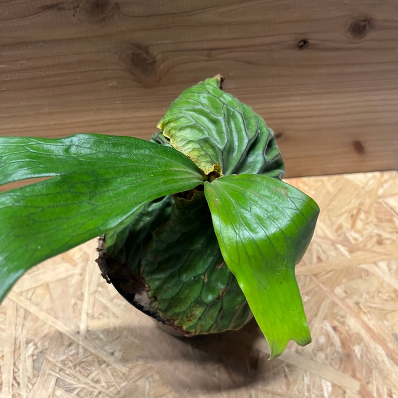 ビカクシダ マダガスカリエンセ | GREEN LUCK