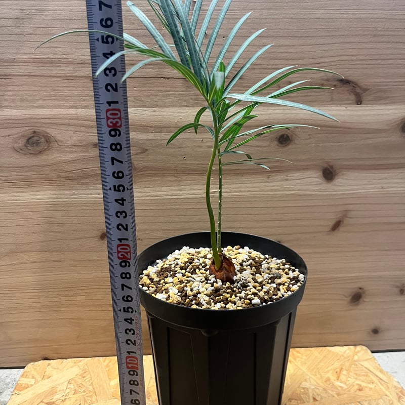 サイカス クピダ | GREEN LUCK