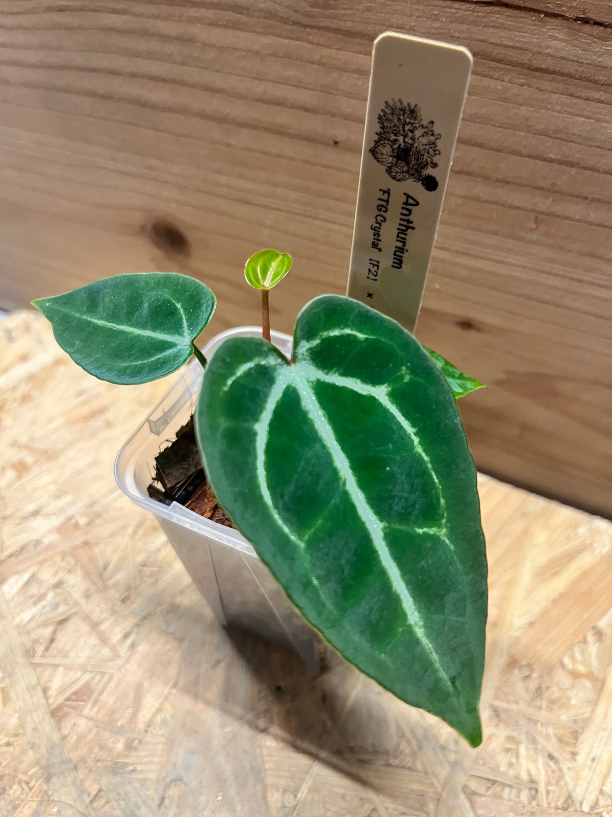 アンスリウム FTGクリスタル× ミシェル×レッドベルベットケーキ