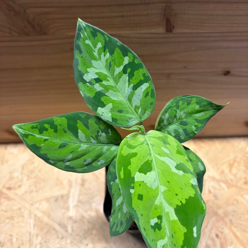 アグラオネマ ピクタム トリカラー | GREEN LUCK