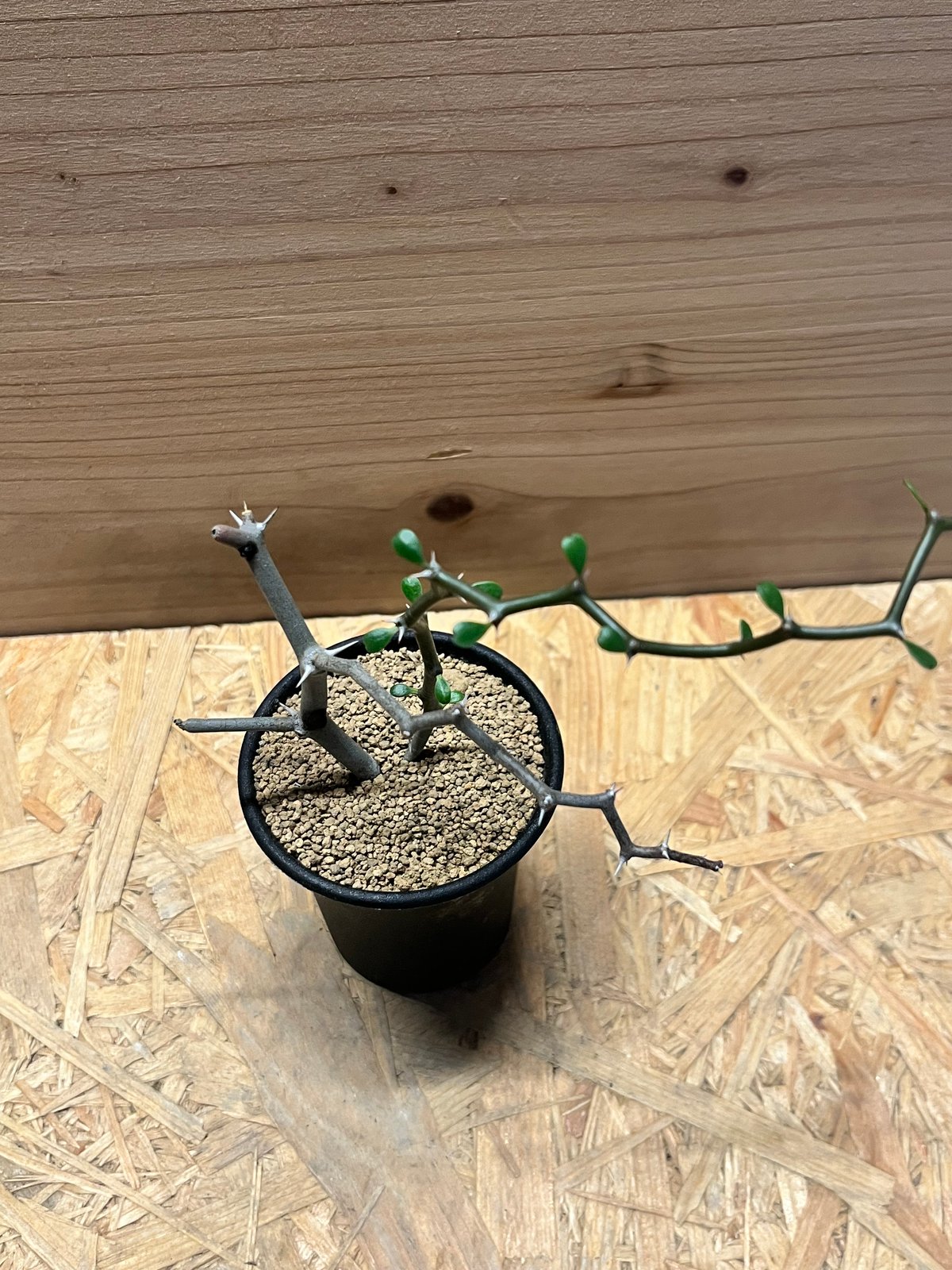 デカリア マダガスカリエンシス ジグザグの木 | GREEN LUCK