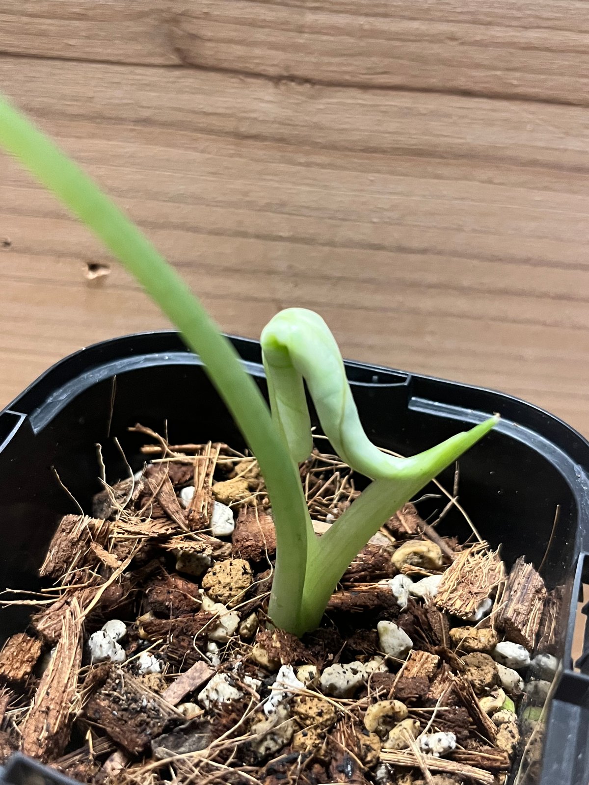 アロカシア ドラゴンスケール ミント | GREEN LUCK