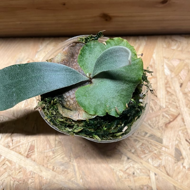 ビカクシダ beck Bear & Son Butterfly Knife Blue Zinc (4