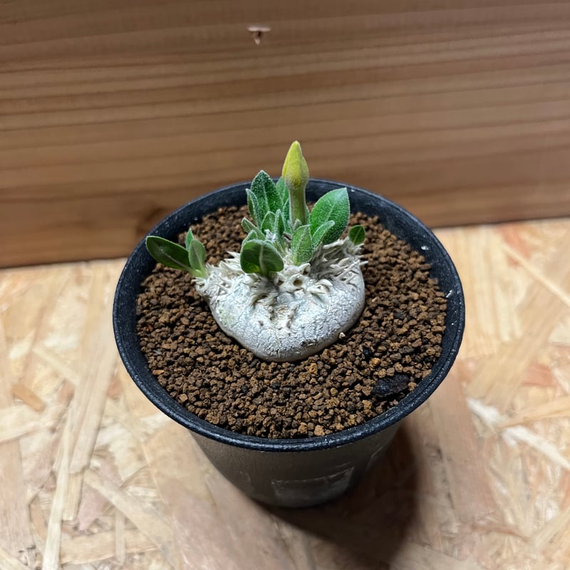 パキポディウム ブレビカウレ 恵比寿笑い | GREEN LUCK