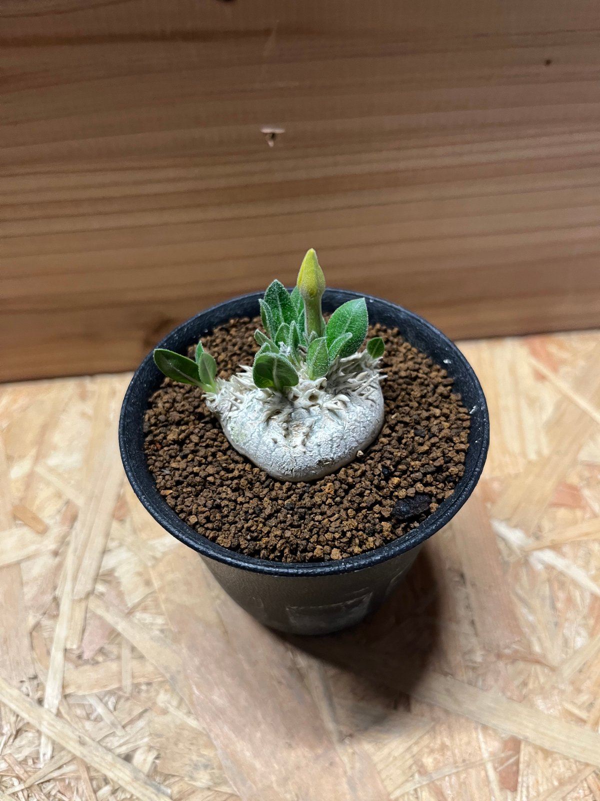 パキポディウム ブレビカウレ 恵比寿笑い | GREEN LUCK