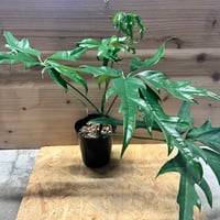 アンスリウム ポーティラエ NSE | GREEN LUCK