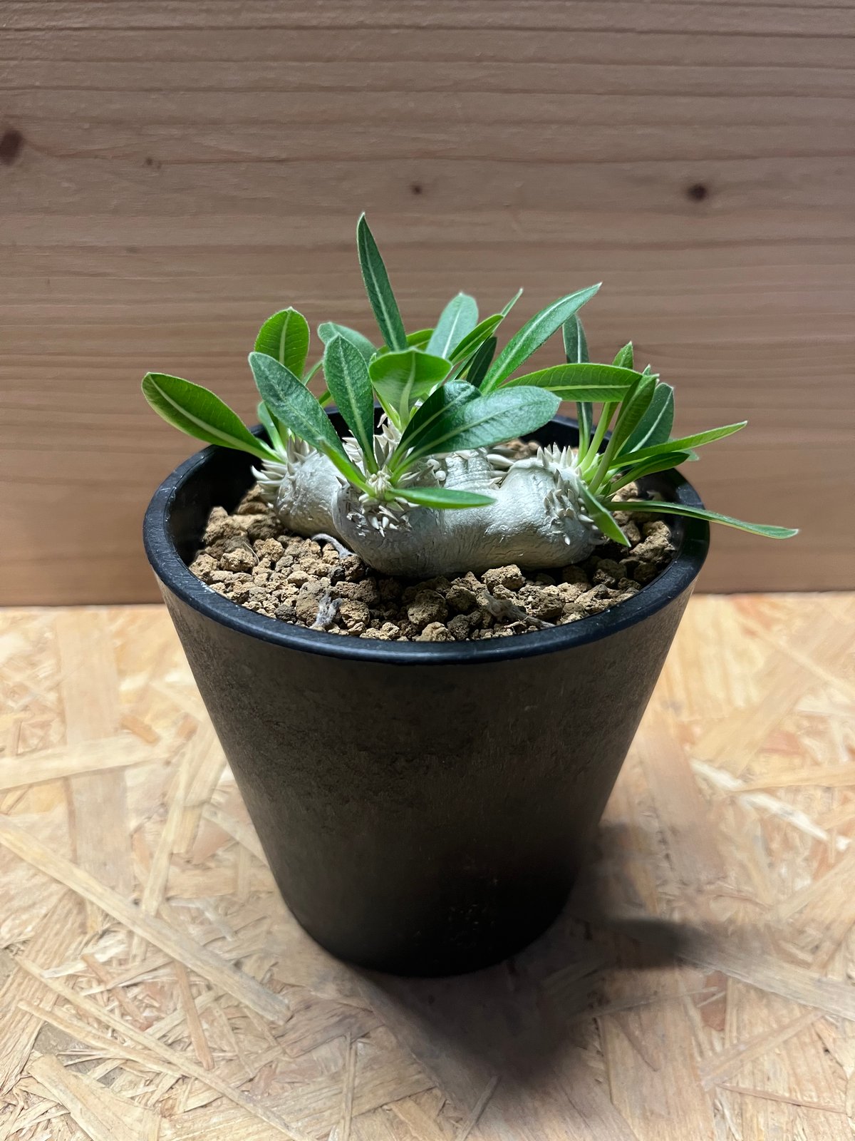 パキポディウム 恵比寿笑い Pachypodium brevicaule ⑧ パキポディウム 恵比寿笑い | GREEN LUCK