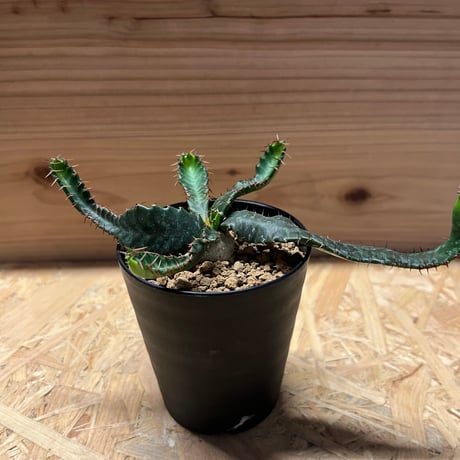 ユーフォルビア・ステラータ ユーフォルビア ステラータ 飛竜 Euphorbia stellata | mana's f