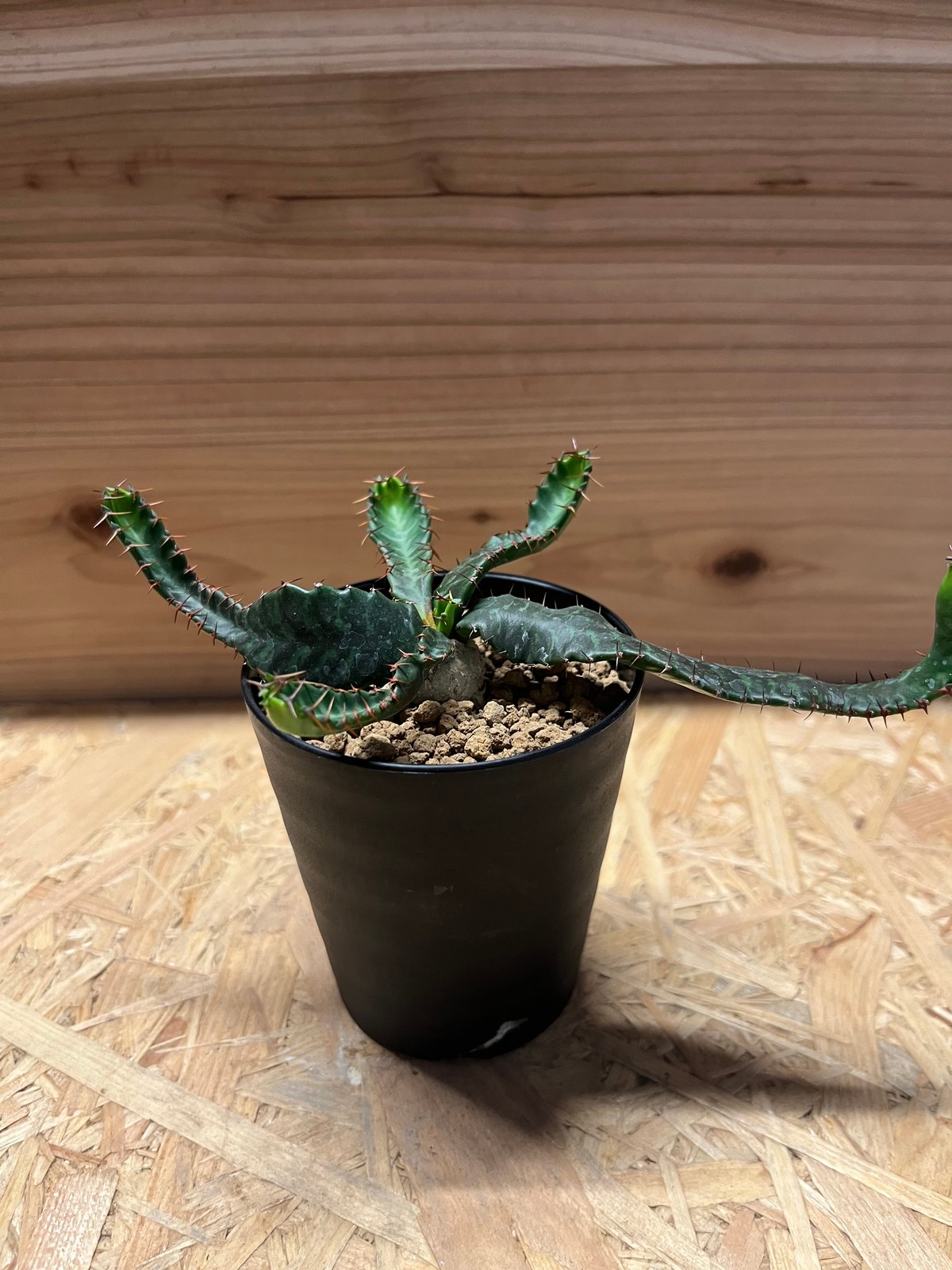 ユーフォルビア　ステラータ　飛竜　3株セット ユーフォルビア ステラータ 飛竜 3株セット 園芸ネット本店