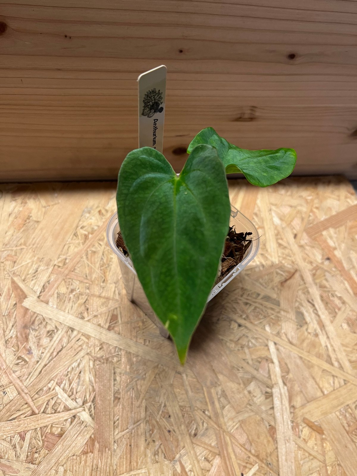 アンスリウム パピリラミナム | GREEN LUCK