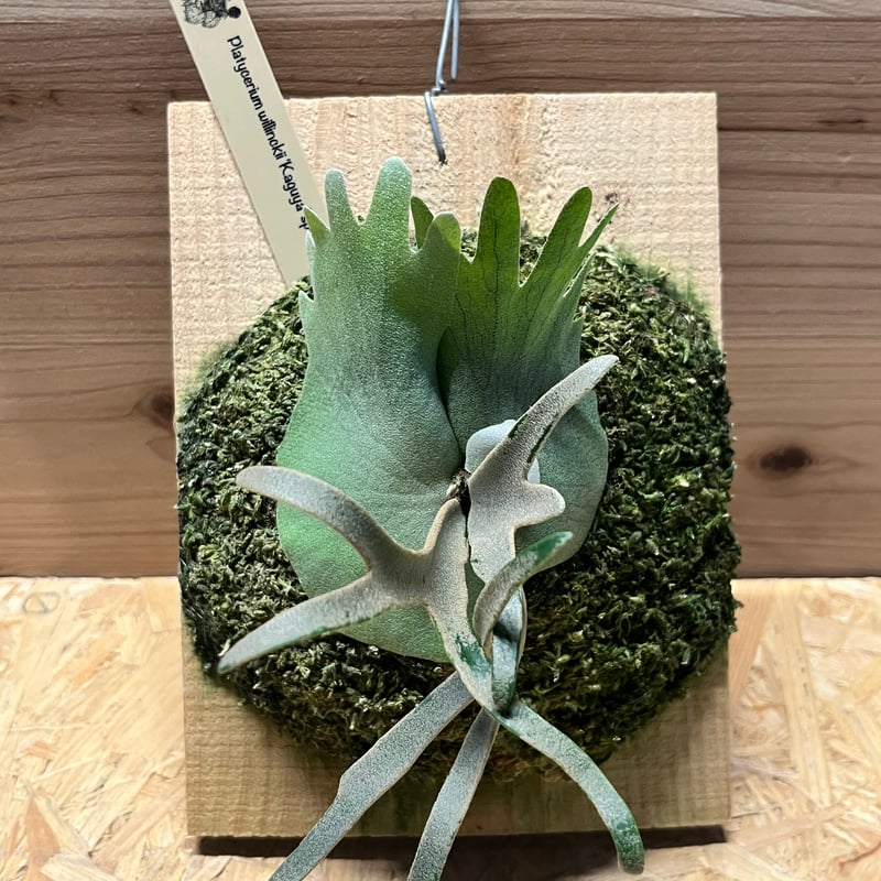 ビカクシダ　ウィリンキー　大株 大株です！ビカクシダ 『ウィリンキー』 3番 | Planet Plants