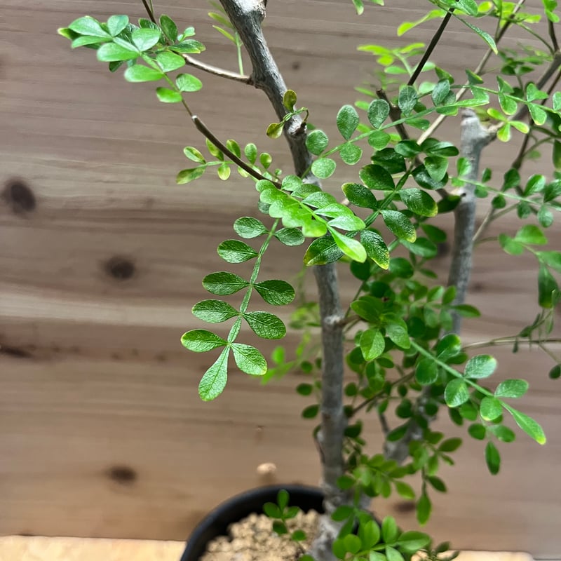 オペルクリカリア ボレアリス | GREEN LUCK