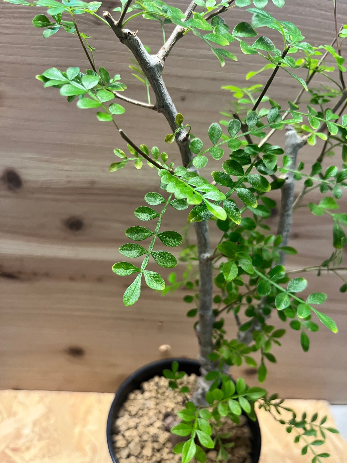 オペルクリカリア ボレアリス | GREEN LUCK