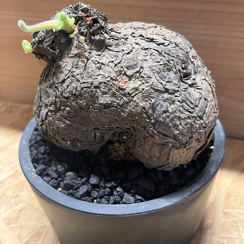 ペラルゴニウム トリステ | GREEN LUCK