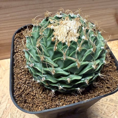 オブレゴニア　デネグリー　帝冠