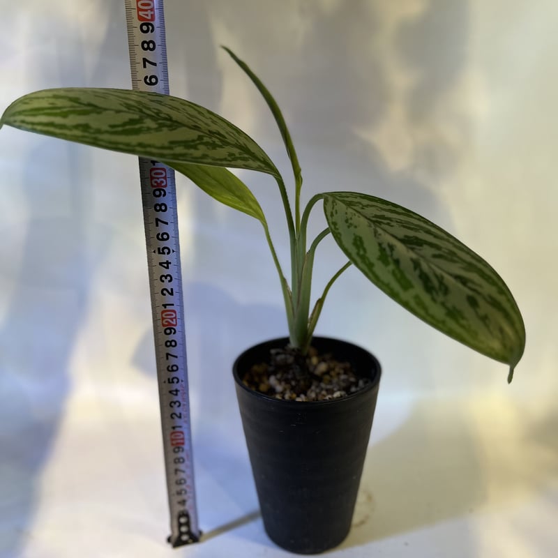 アグラオネマ ニティドゥム カーティシー 山採り株 | GREEN LUCK