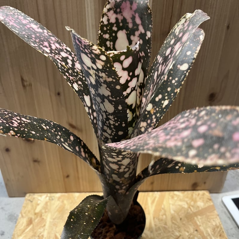 ビルベルギア ムーランルージュ | GREEN LUCK