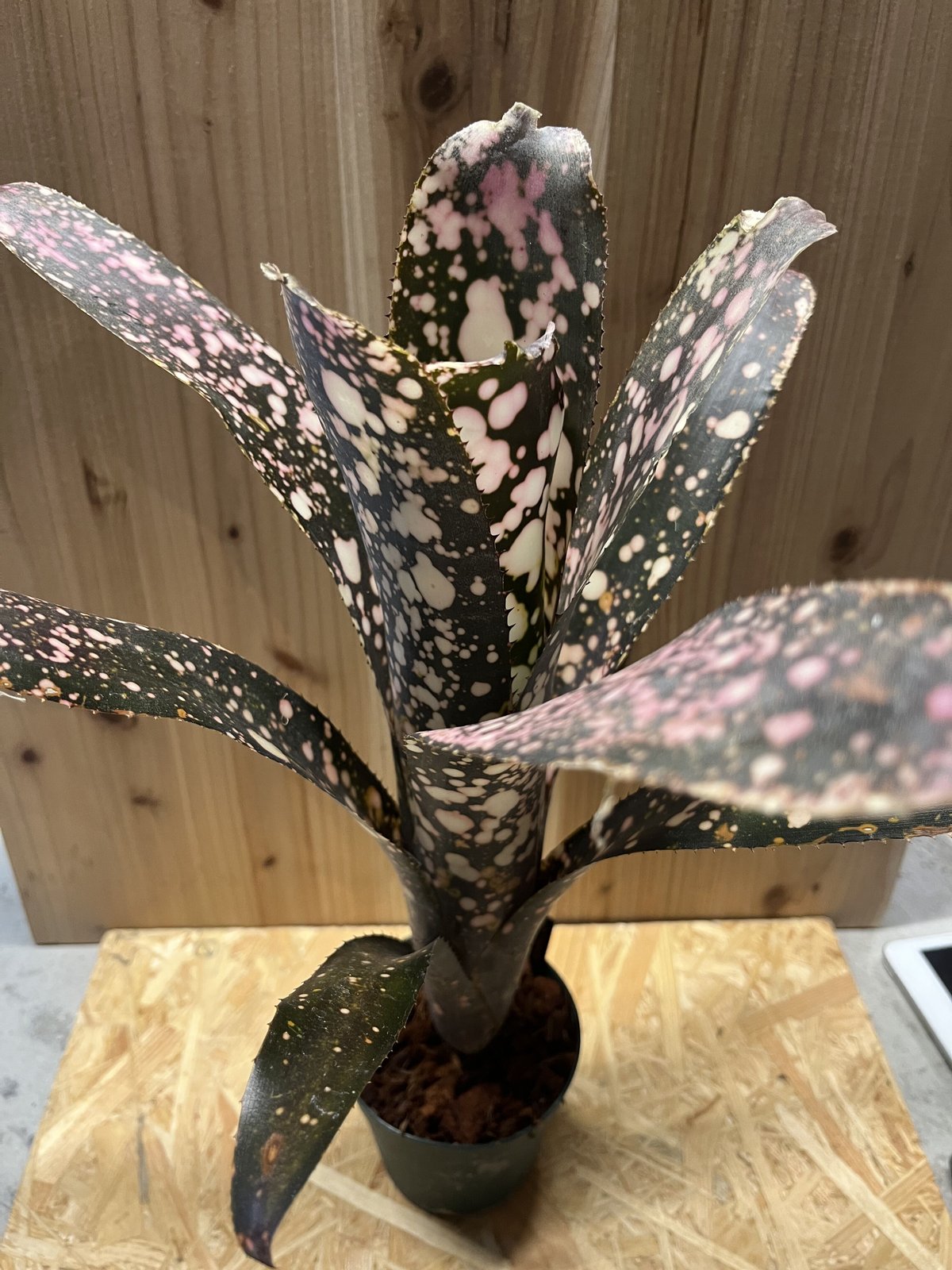 ビルベルギア ムーランルージュ 抜き苗 タンクブロメリア 観葉植物 ビルベルギア ムーランルージュ | GREEN LUCK