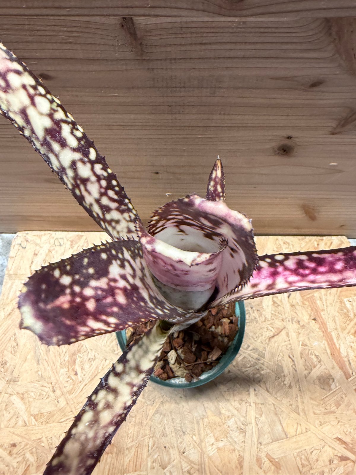 ビルベルギア 'ミッドナイトサン' | GREEN LUCK